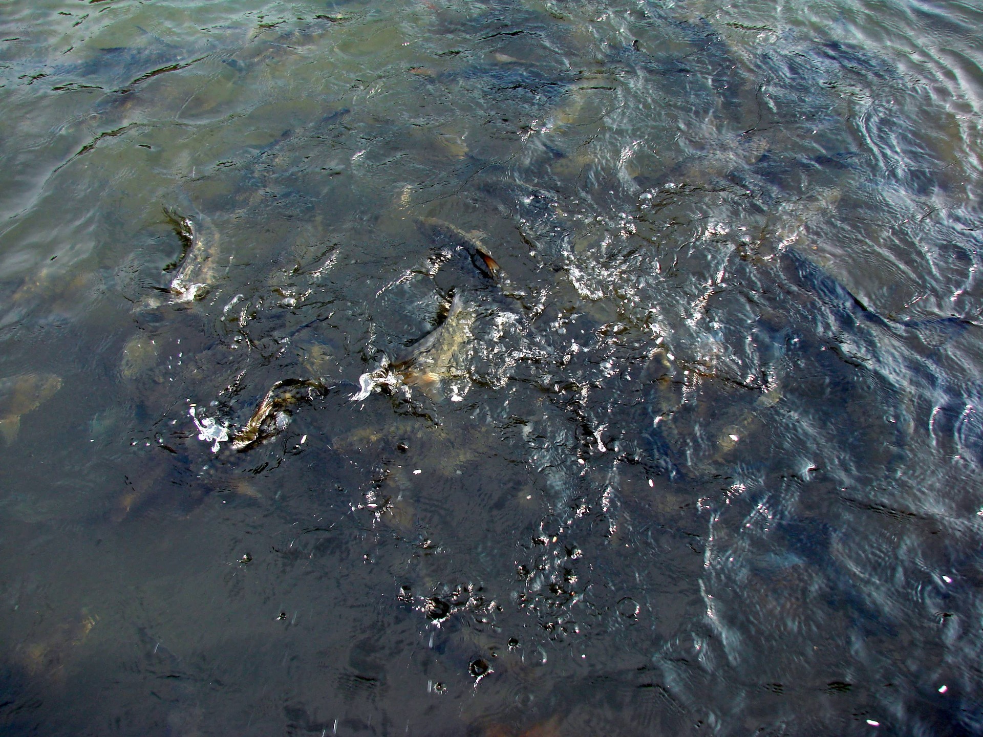 Meenoot Ritual of Feeding Fish cover